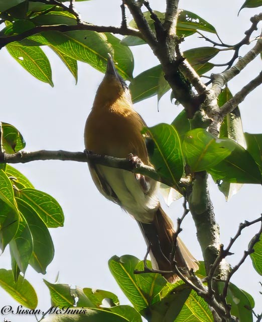 White-bellied Robin-Chat - ML611550140