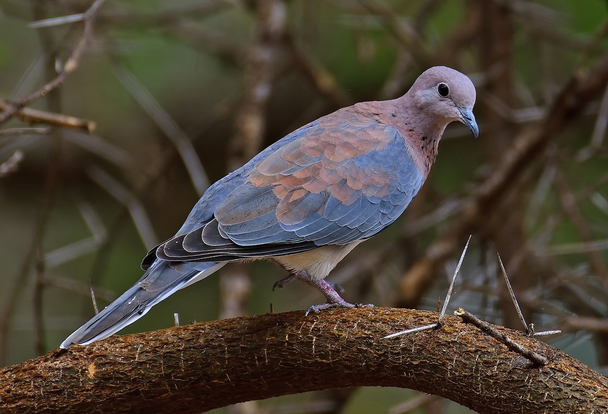 Laughing Dove - ML611550145