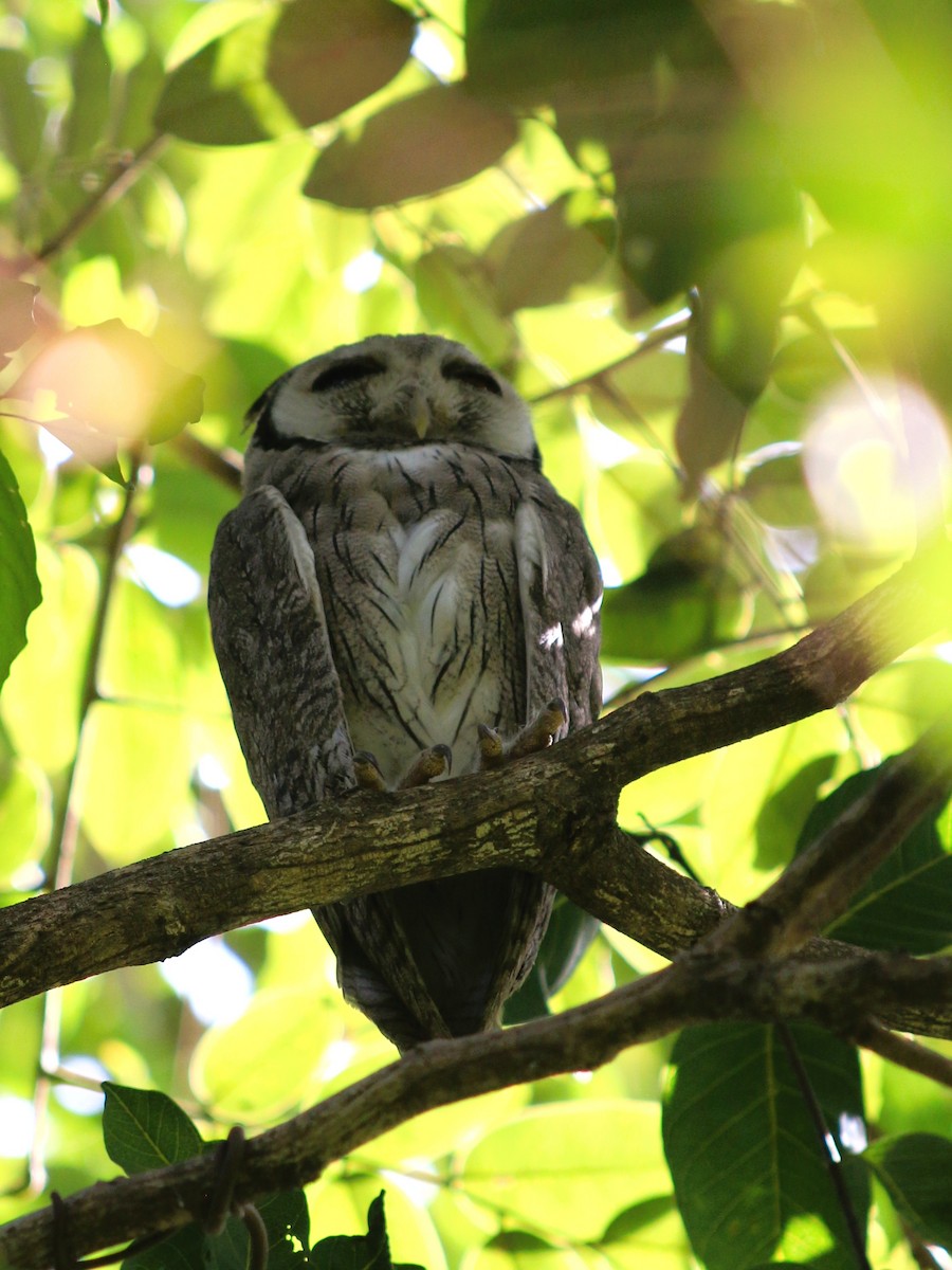 Northern White-faced Owl - ML611550201