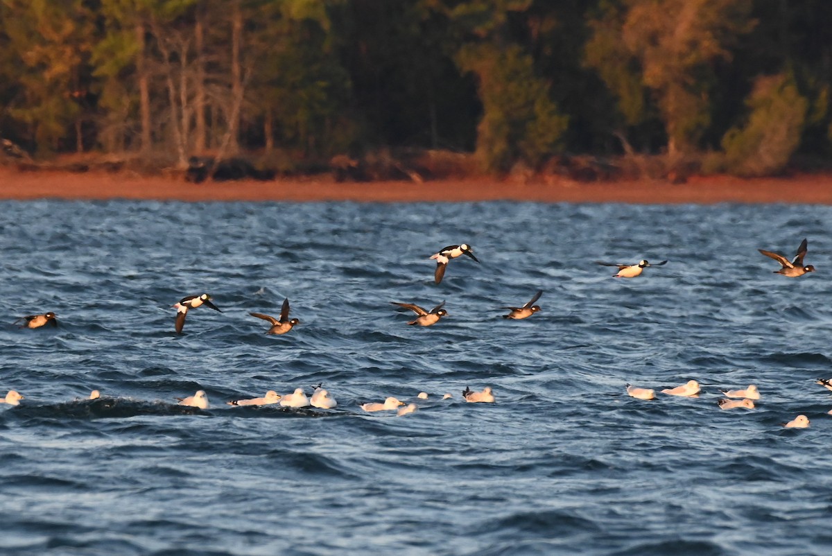 Bufflehead - ML611550287