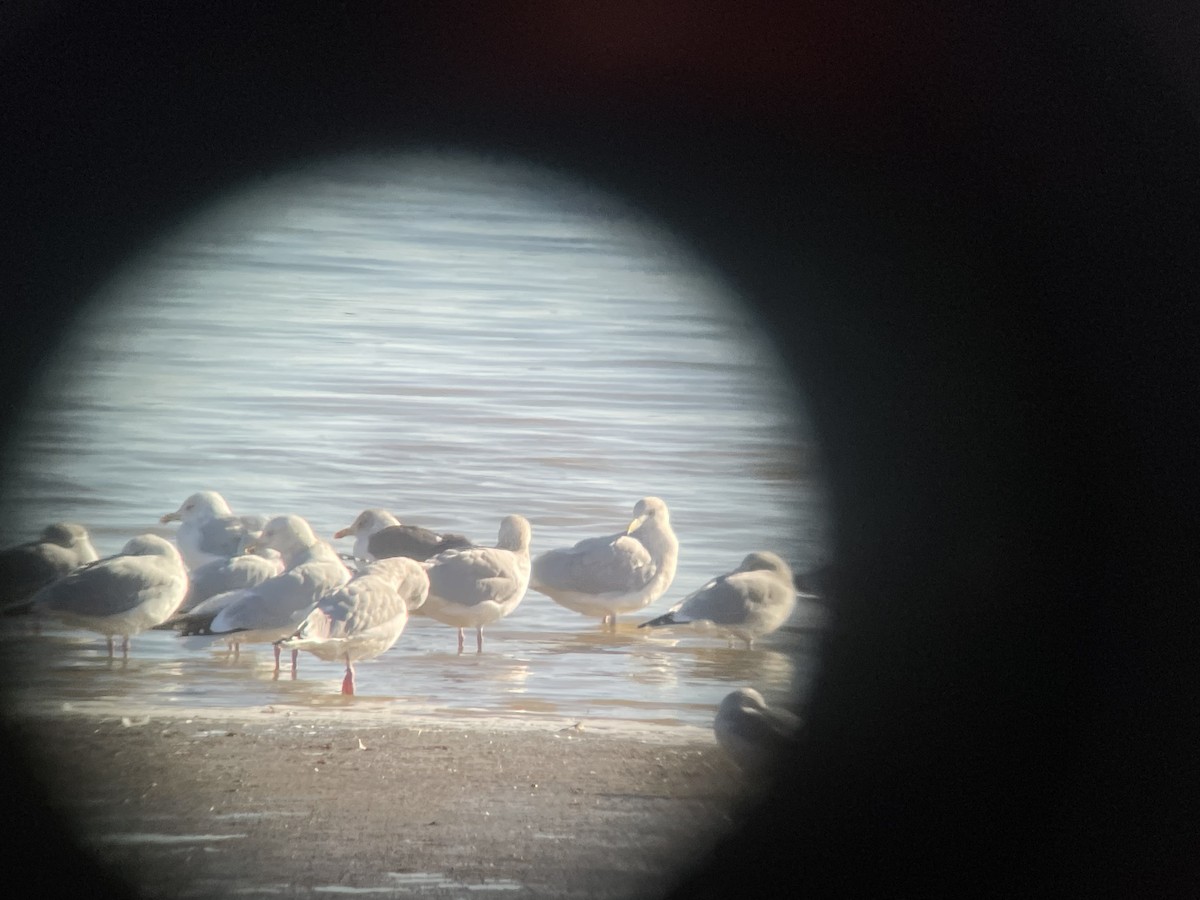 Lesser Black-backed Gull - ML611550318