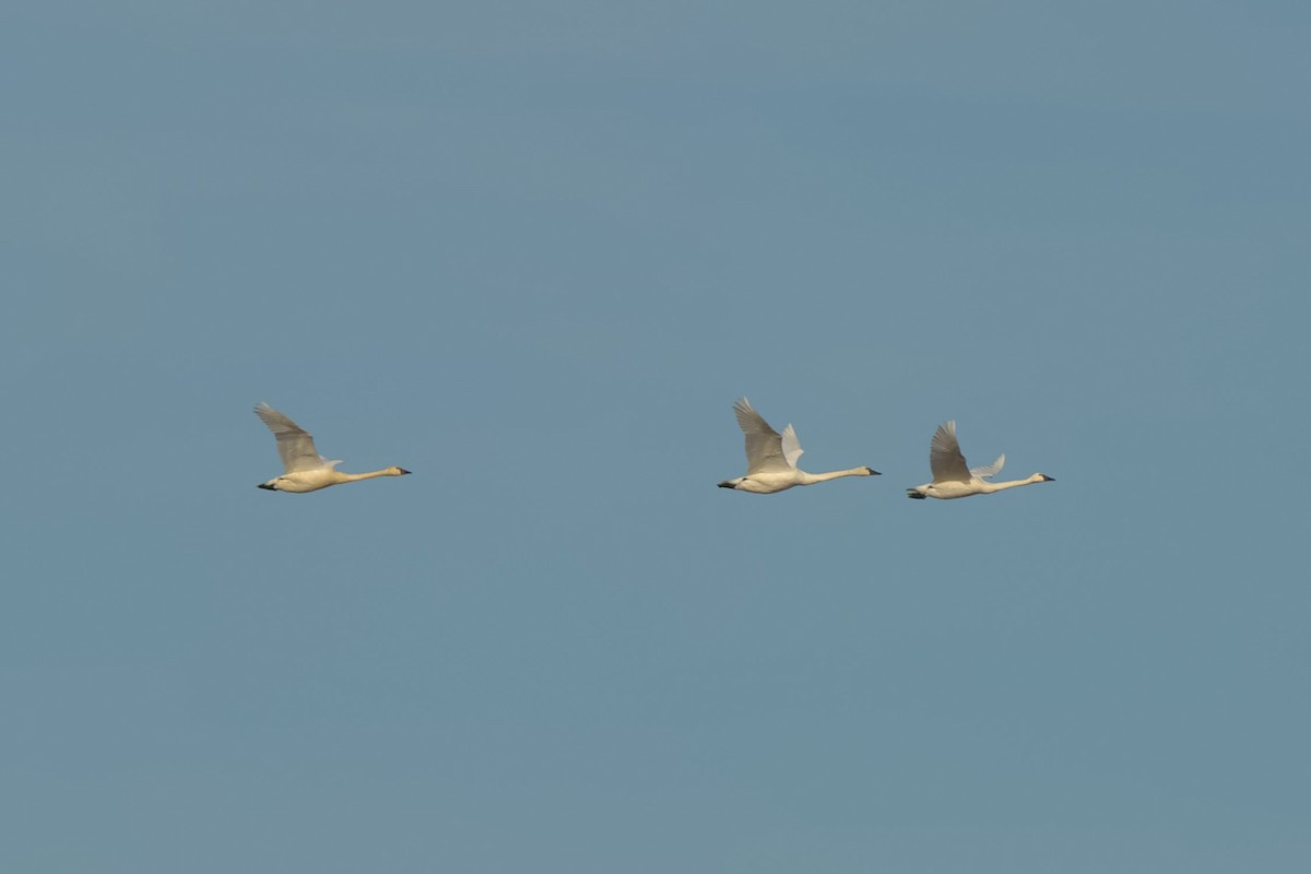 Tundra Swan - Mark Montazer