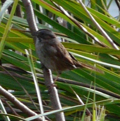 Swamp Sparrow - ML611550336