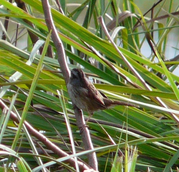 Swamp Sparrow - ML611550343
