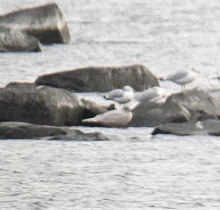 Iceland Gull - Yves Gauthier (Mtl)