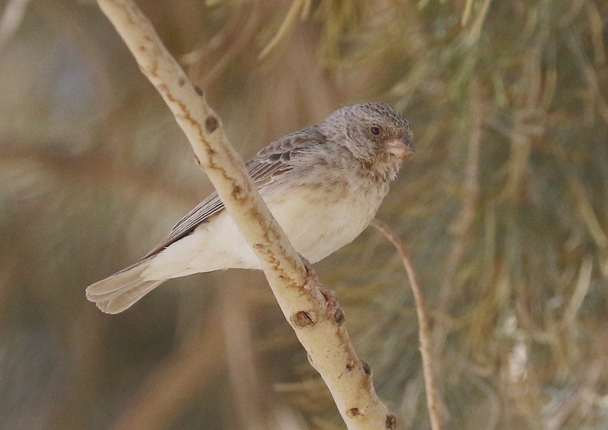 White-rumped Seedeater - ML611550386