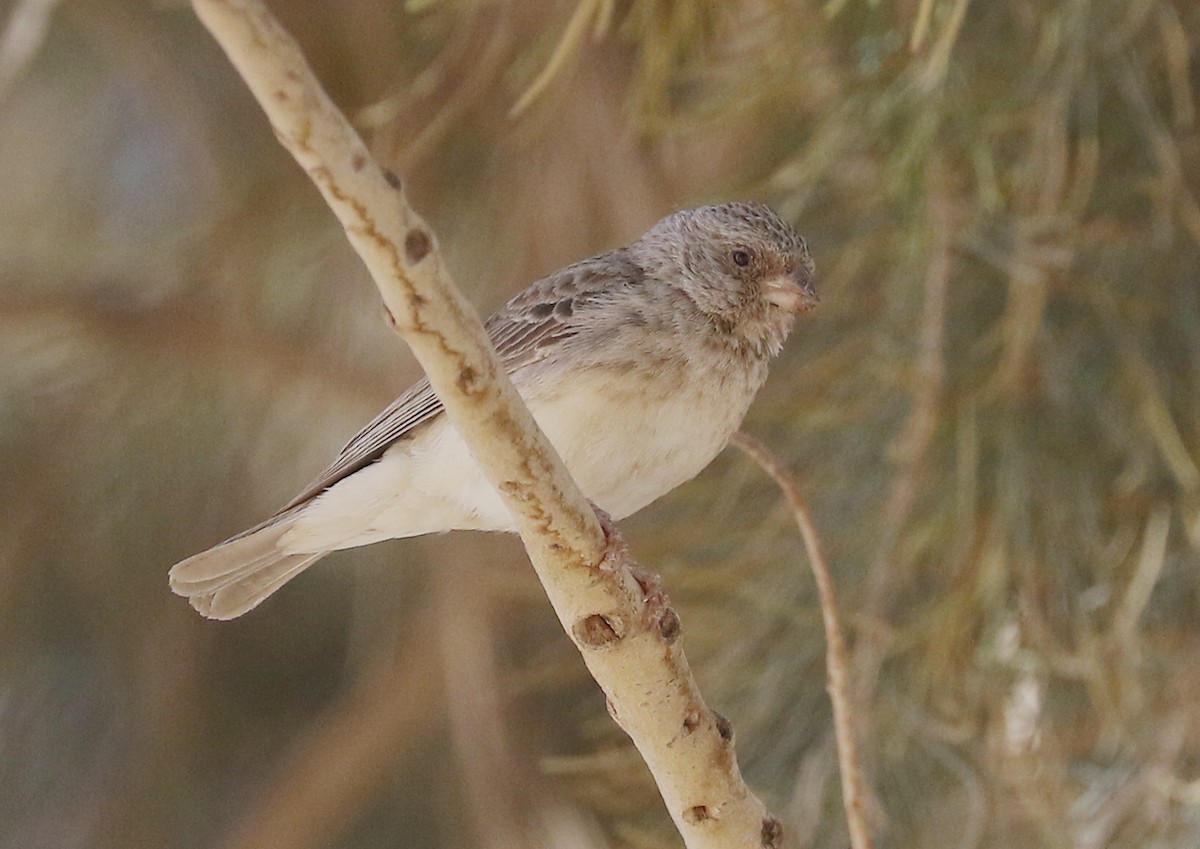 Serin à croupion blanc - ML611550386