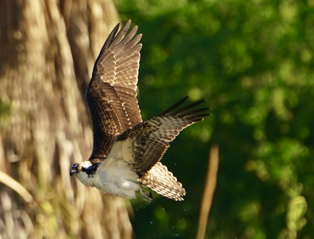 Águila Pescadora - ML611550460