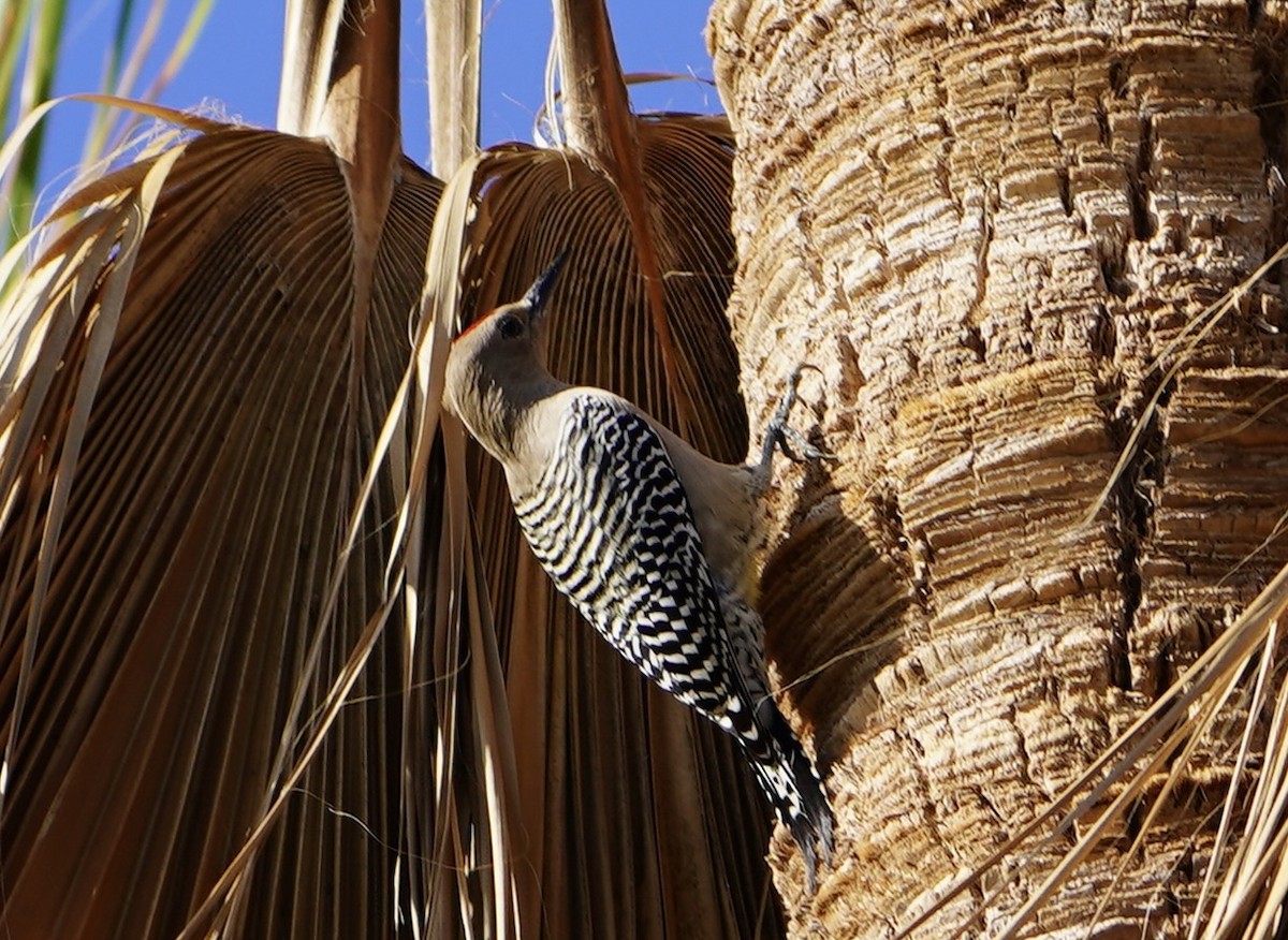 Gila Woodpecker - ML611550488