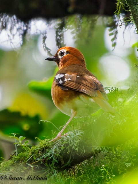 Abyssinian Ground-Thrush (Kivu) - ML611550494