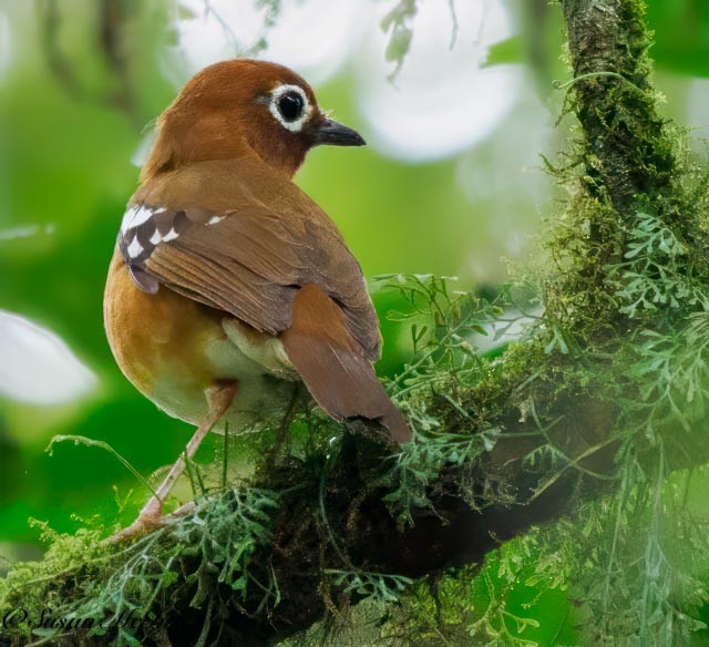 Abyssinian Ground-Thrush (Kivu) - ML611550510