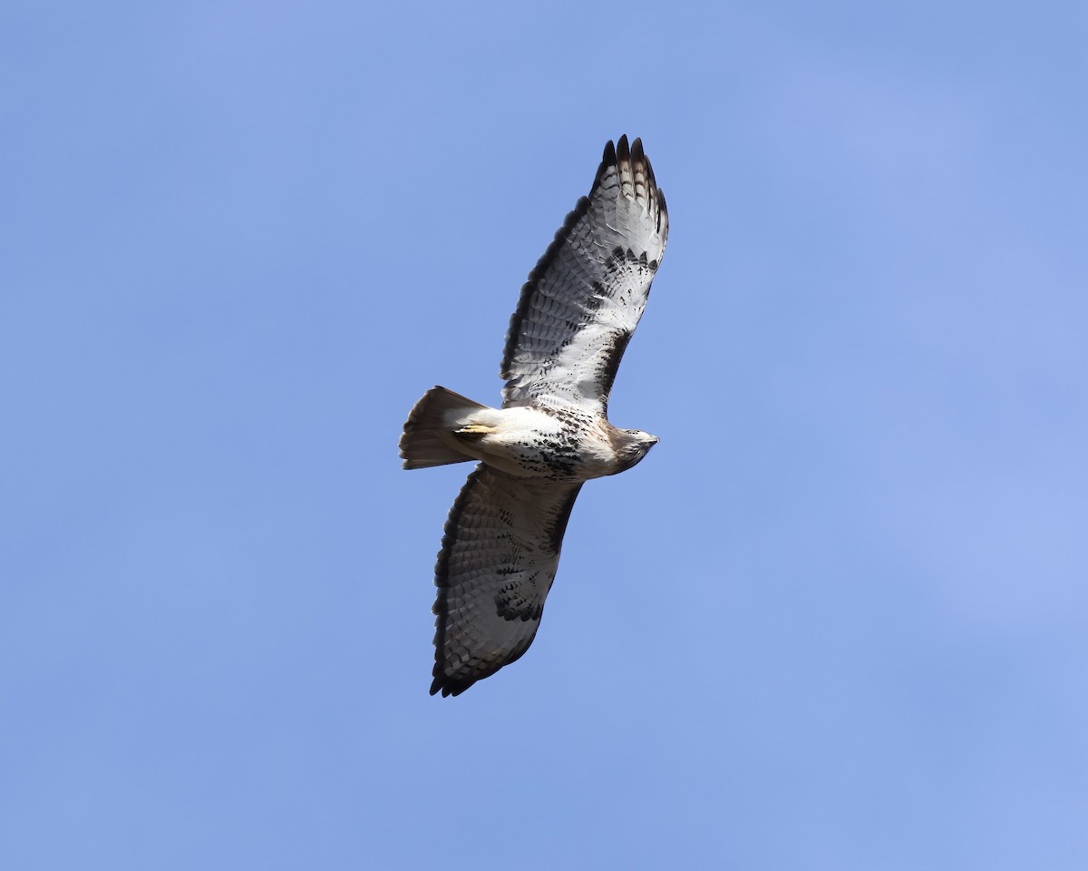 Red-tailed Hawk - ML611550578