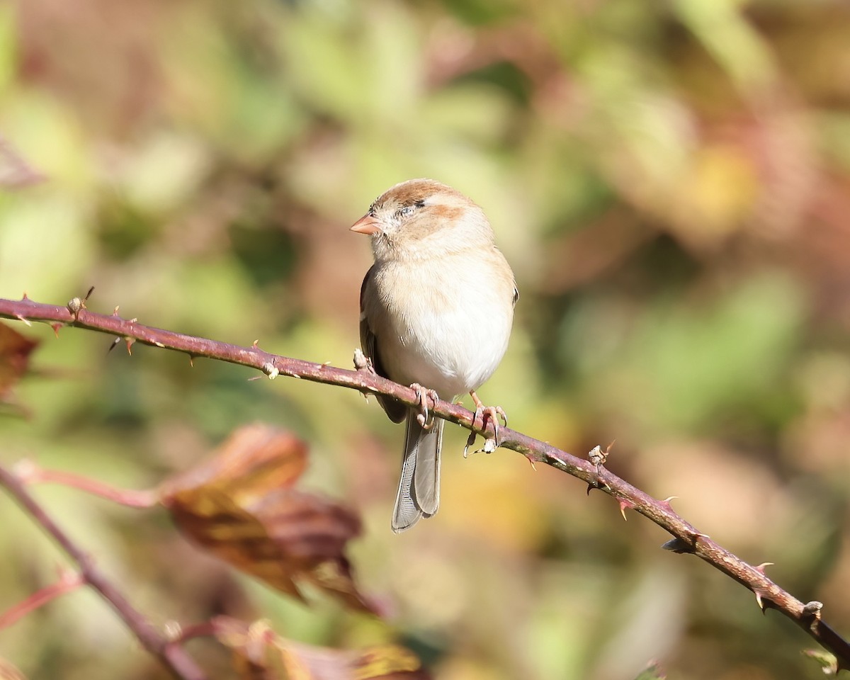 Field Sparrow - ML611550611