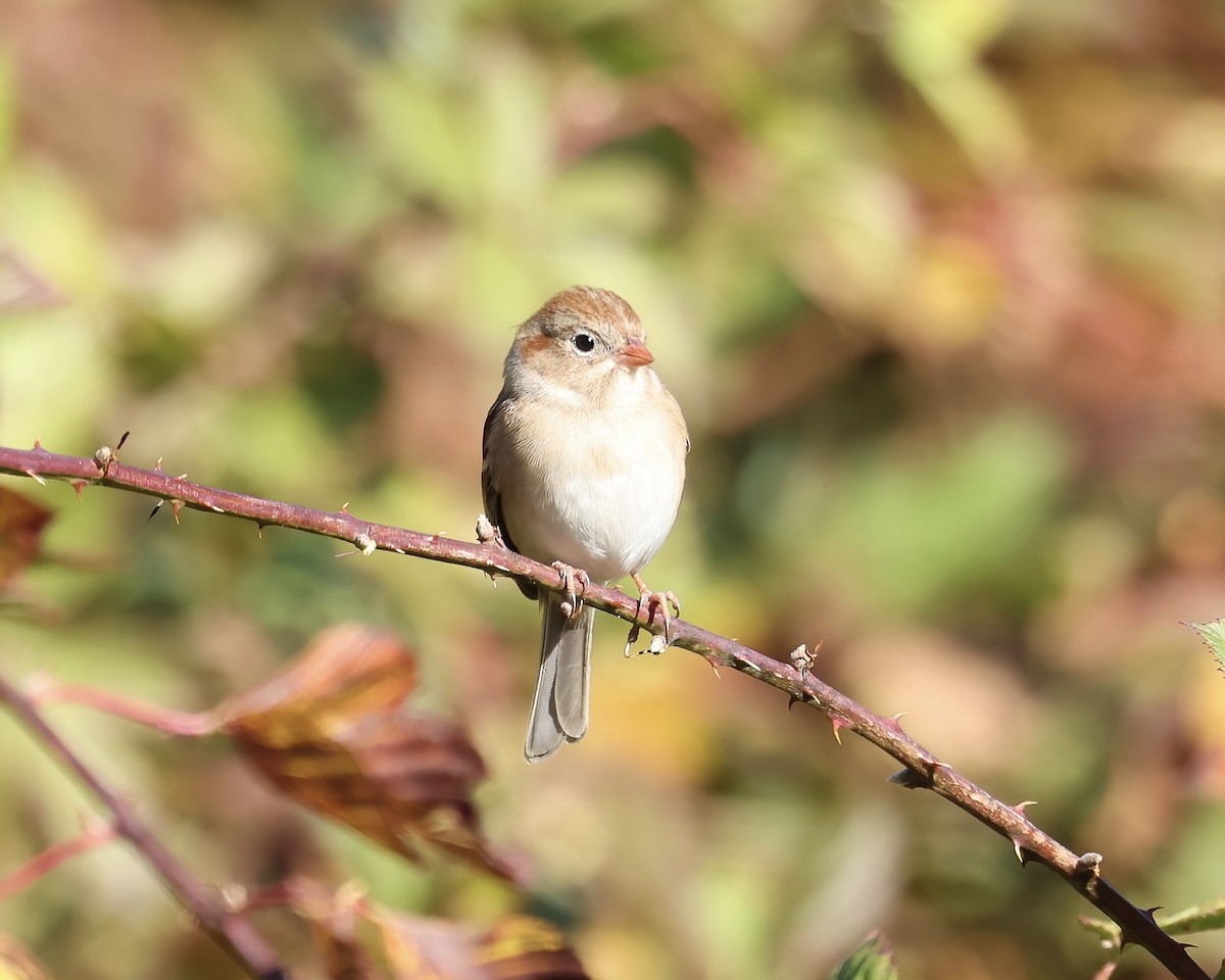 Field Sparrow - ML611550612