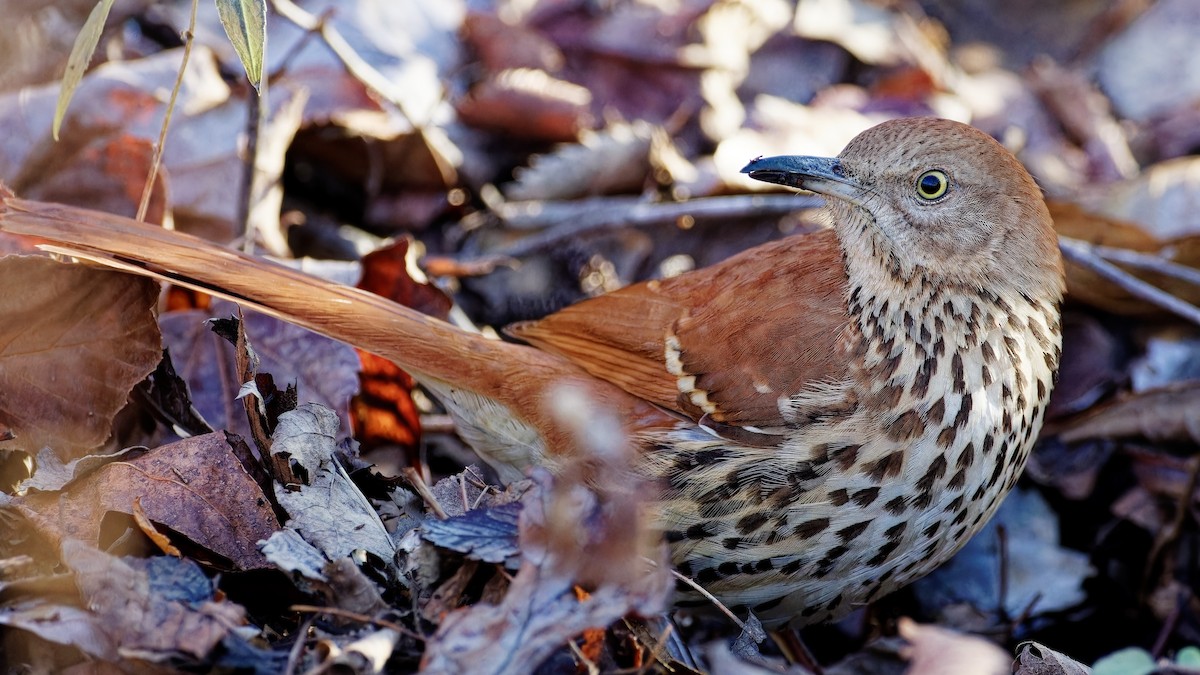 Brown Thrasher - ML611550620