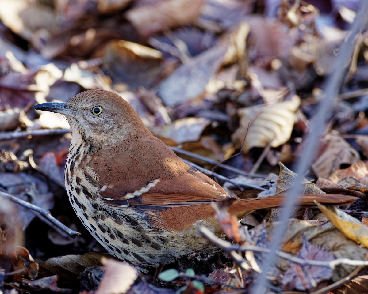 Brown Thrasher - ML611550621