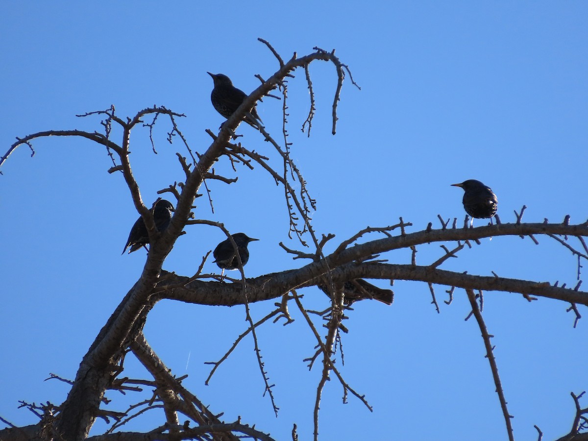 European Starling - ML611550636