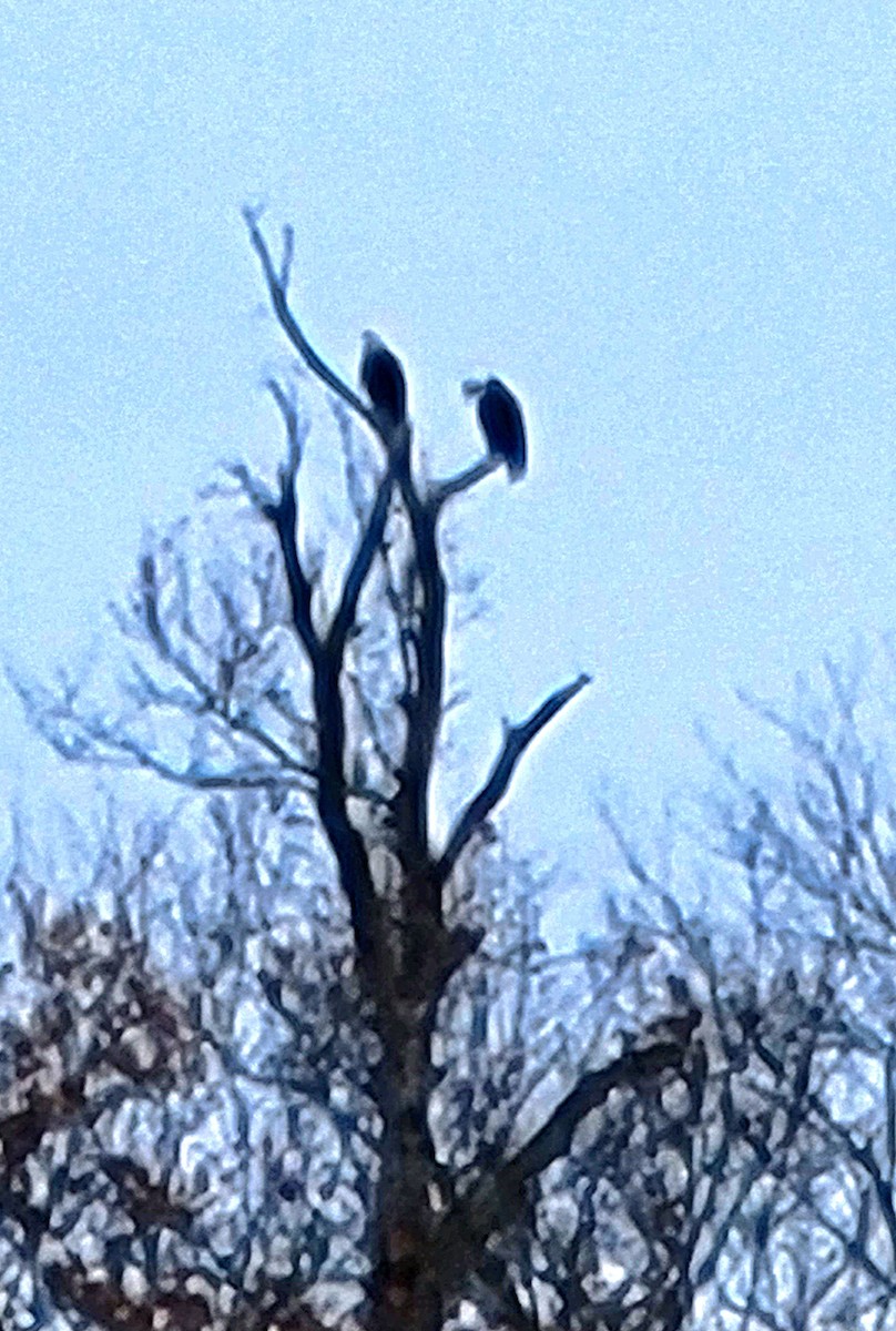 Bald Eagle - ML611550655