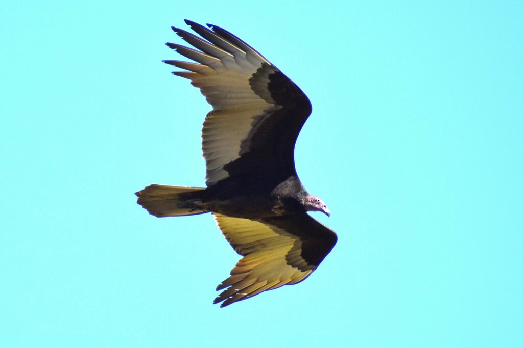 Turkey Vulture - Davis Provan