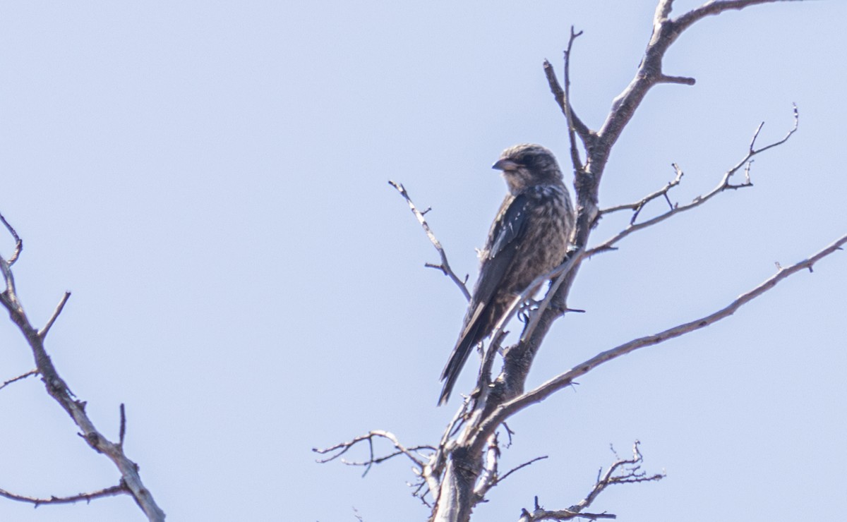 Dusky Woodswallow - ML611550745