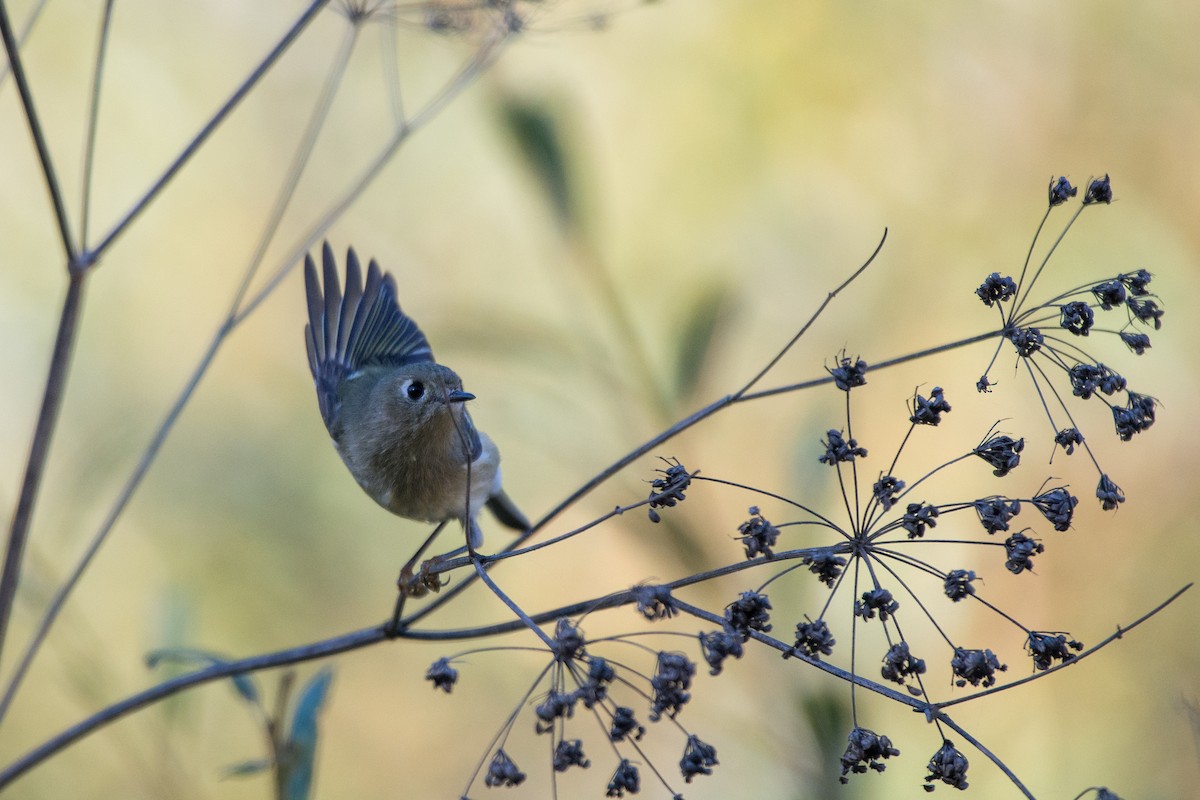 Ruby-crowned Kinglet - ML611550807