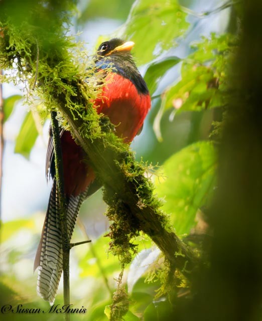 Bar-tailed Trogon - ML611550813