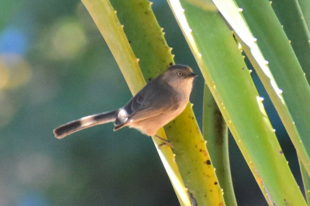 Bushtit - ML611550819