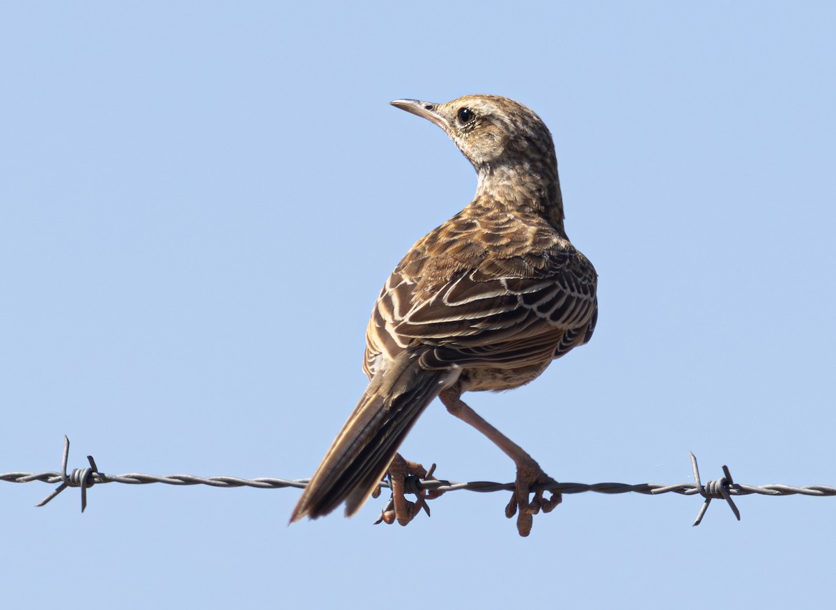 Brown Songlark - Pedro Nicolau