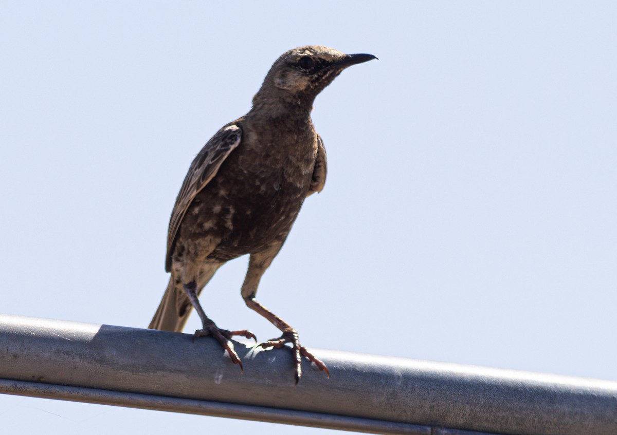 Brown Songlark - Pedro Nicolau