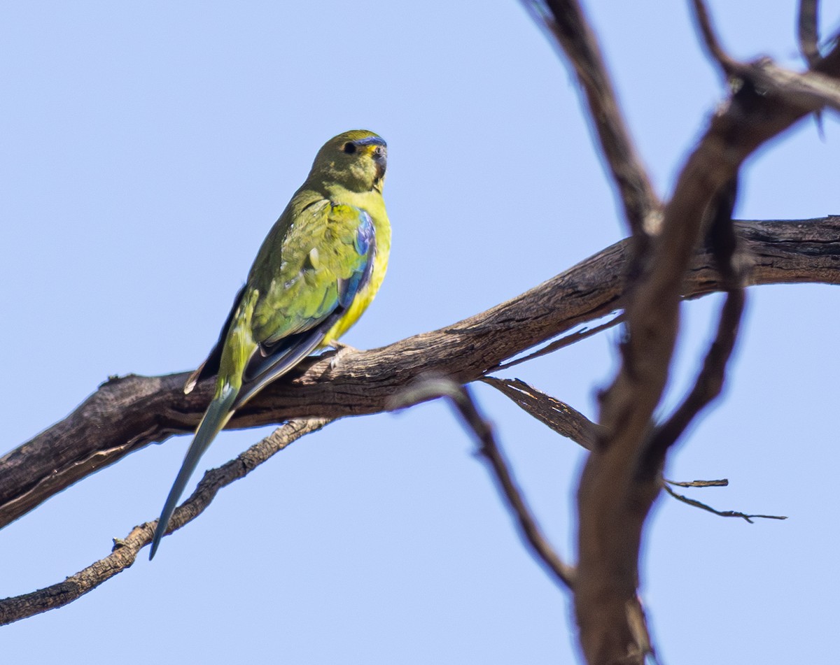 Elegant Parrot - Pedro Nicolau