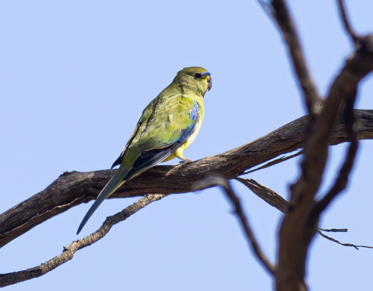 Elegant Parrot - Pedro Nicolau