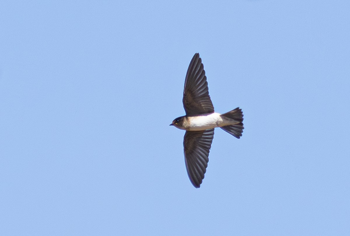 Golondrina Arborícola - ML611550859