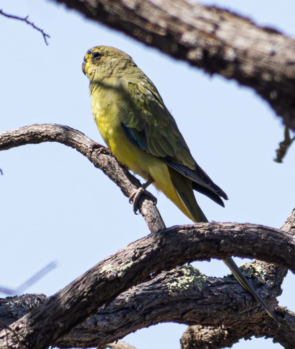 Elegant Parrot - ML611550878