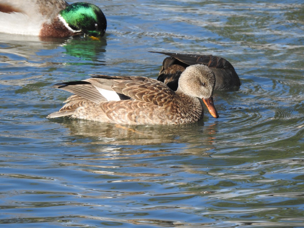 Gadwall - ML611550885