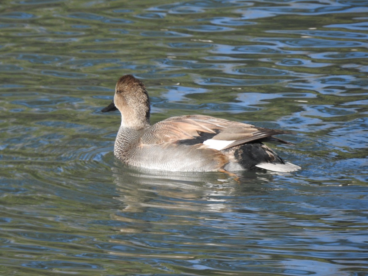 Gadwall - ML611550888