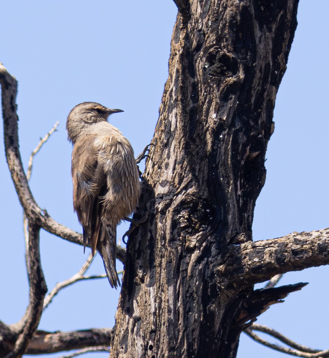 Brown Treecreeper - Pedro Nicolau