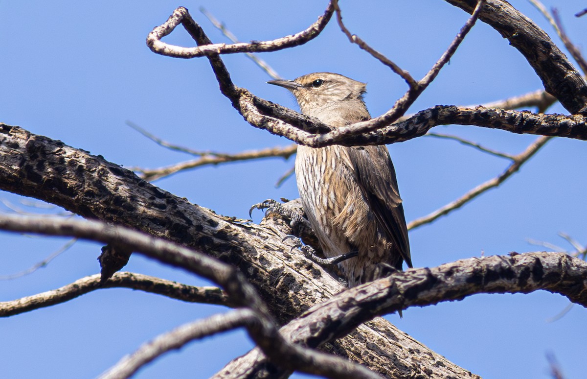 Brown Treecreeper - Pedro Nicolau