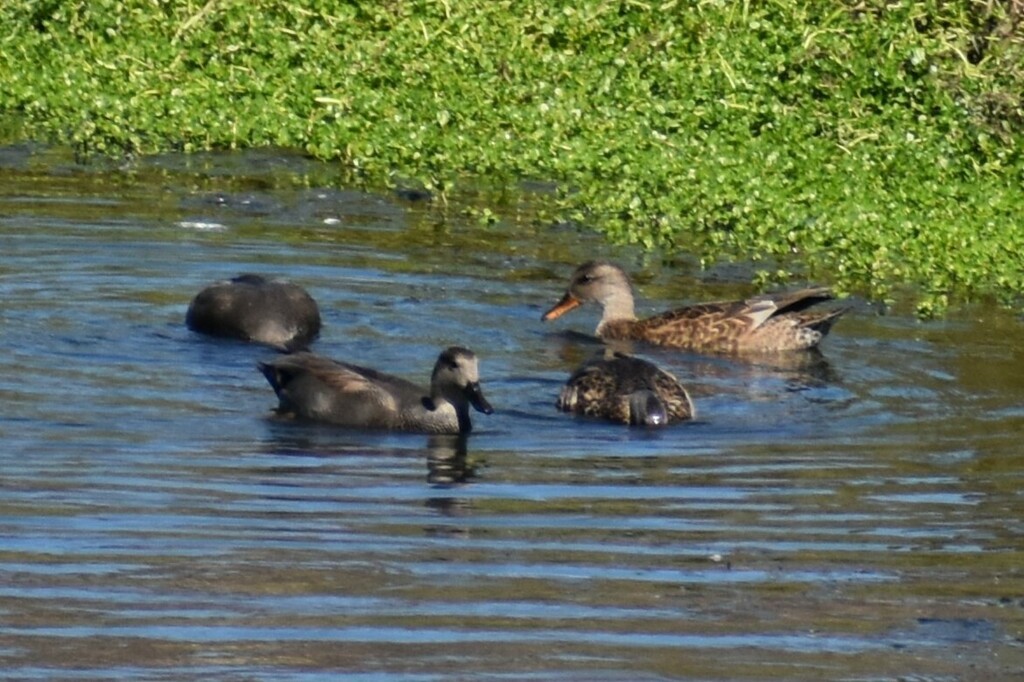 Gadwall - ML611550899