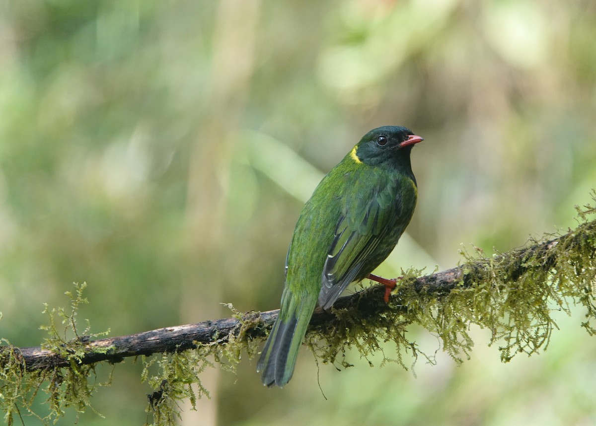 Green-and-black Fruiteater (Green-and-black) - Robin Welsh