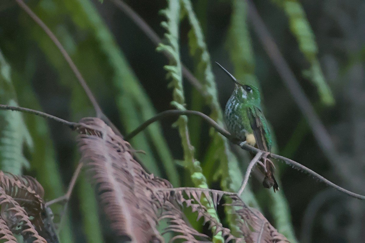 Buff-thighed Puffleg - ML611550924