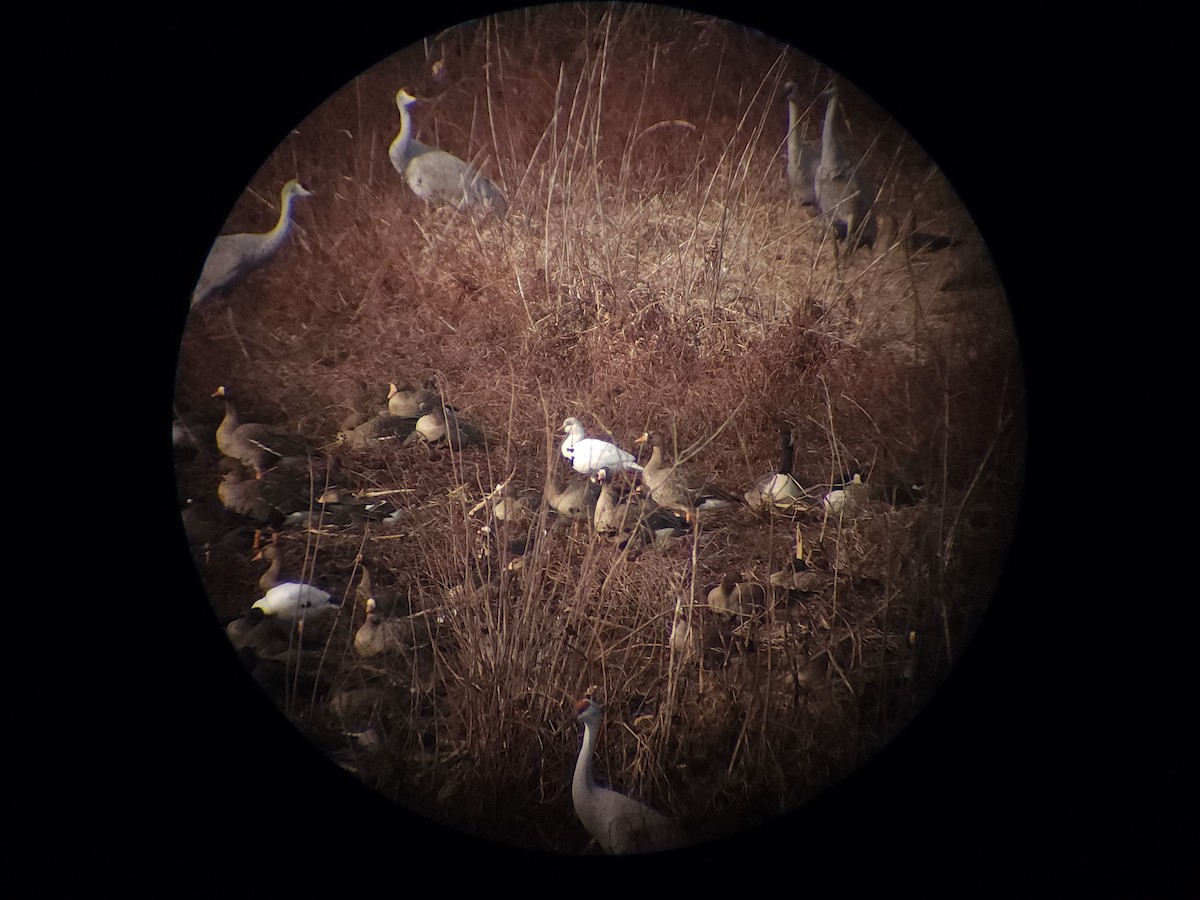 Ross's Goose - ML611550957