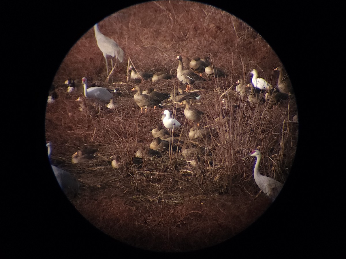 Ross's Goose - ML611550958