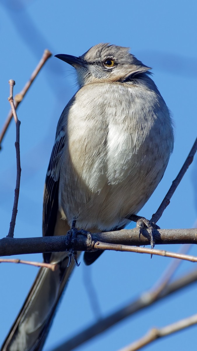 Northern Mockingbird - ML611550975