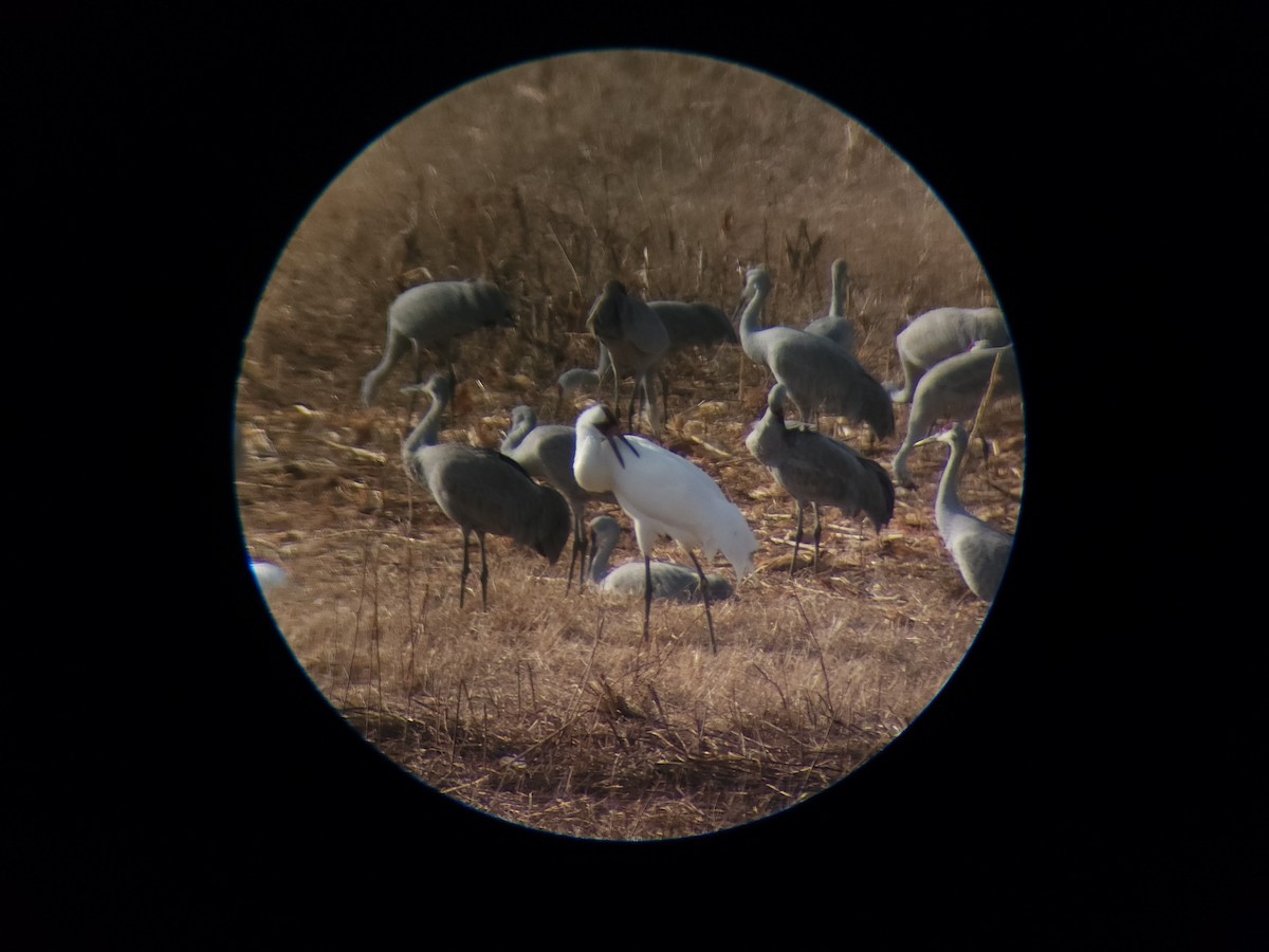 Whooping Crane - ML611550985