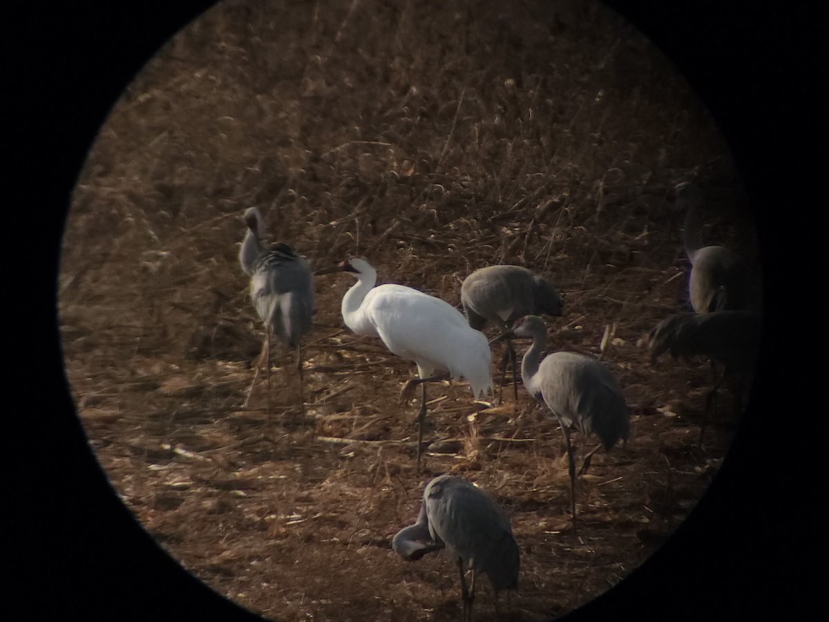 Whooping Crane - ML611550986