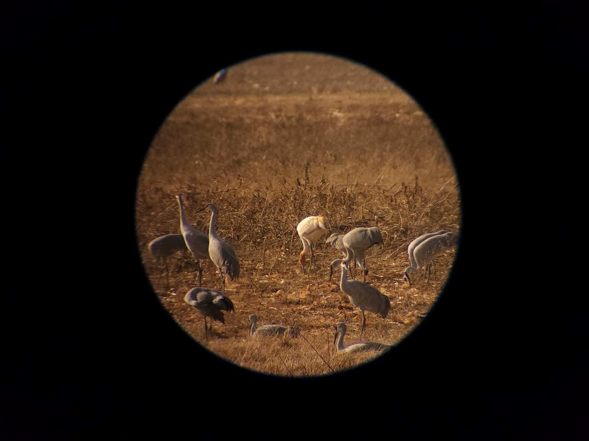 Whooping Crane - ML611550987
