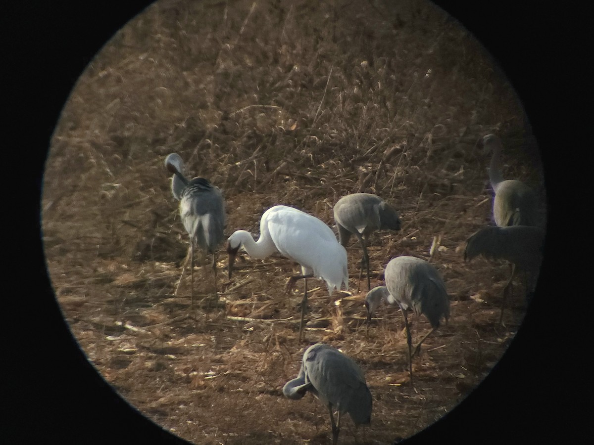 Whooping Crane - ML611550989