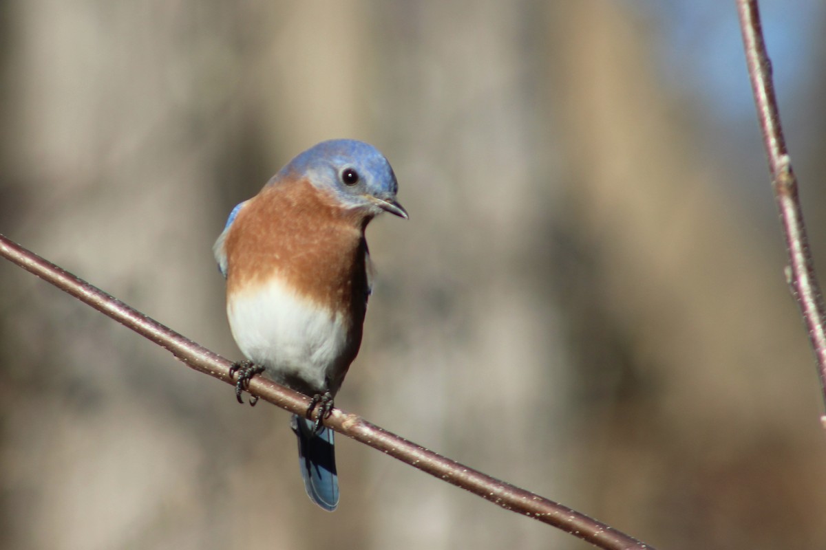 Eastern Bluebird - Ben Morrison