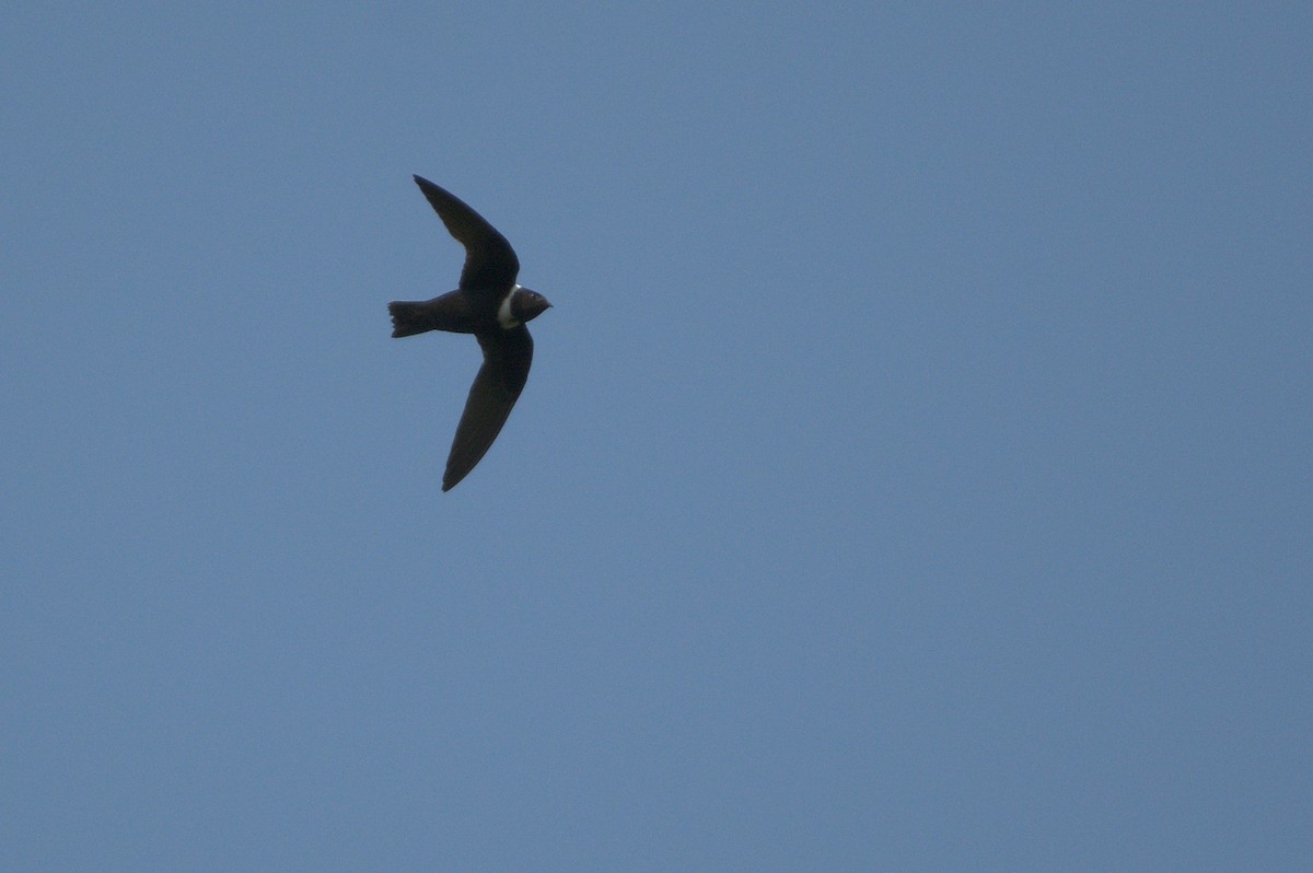 White-collared Swift - ML611551082