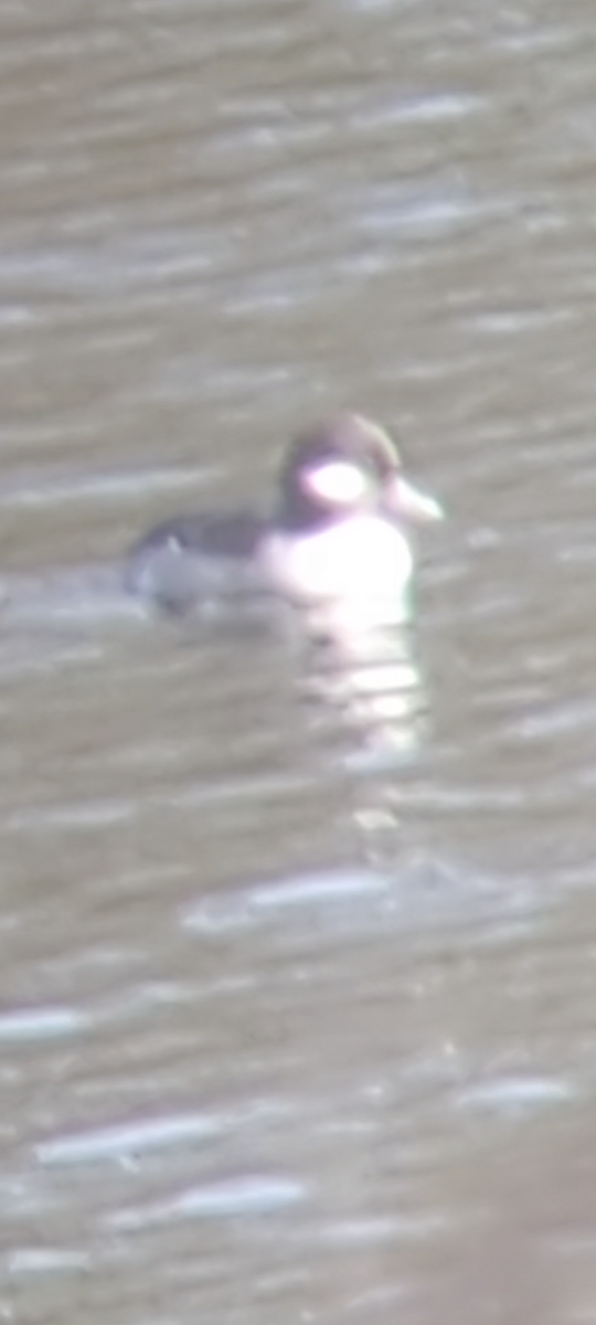 Bufflehead - ML611551179